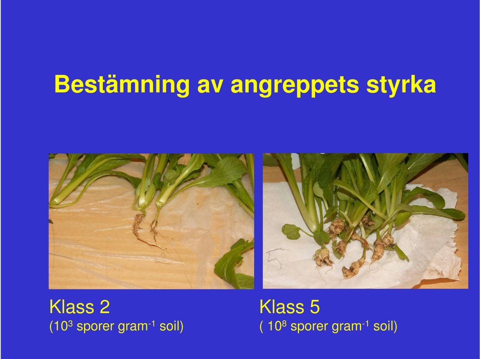 sporer gram -1 soil)