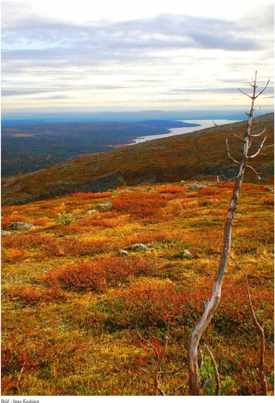 Koskinen
