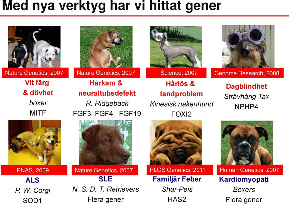 Ridgeback MITF FGF3, FGF4, FGF19 Science, 2007 Genome Research, 2008 Hårlös & Dagblindhet tandproblem Strävhårig Tax