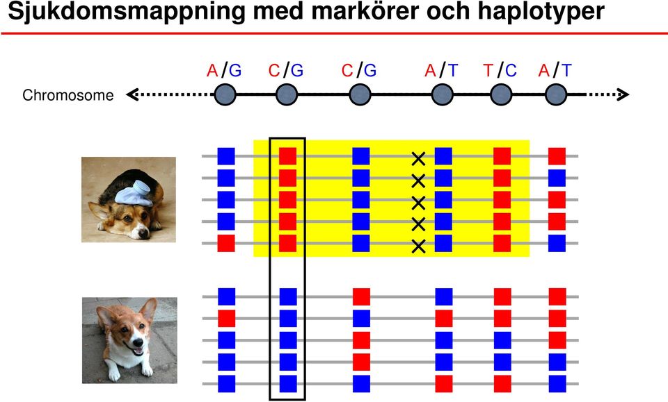 haplotyper Chromosome