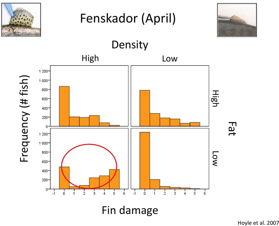 Density Low Fat High