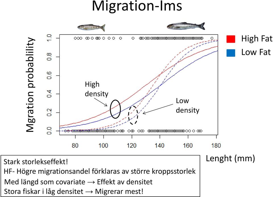 HF- Högre migrationsandel förklaras av större kroppsstorlek Med