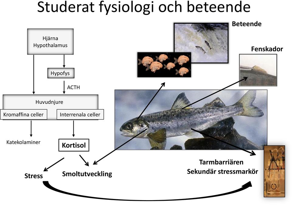 Kromaffina celler Interrenala celler Katekolaminer