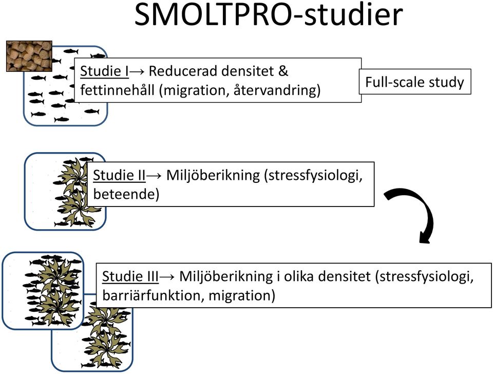 Miljöberikning (stressfysiologi, beteende) Studie III