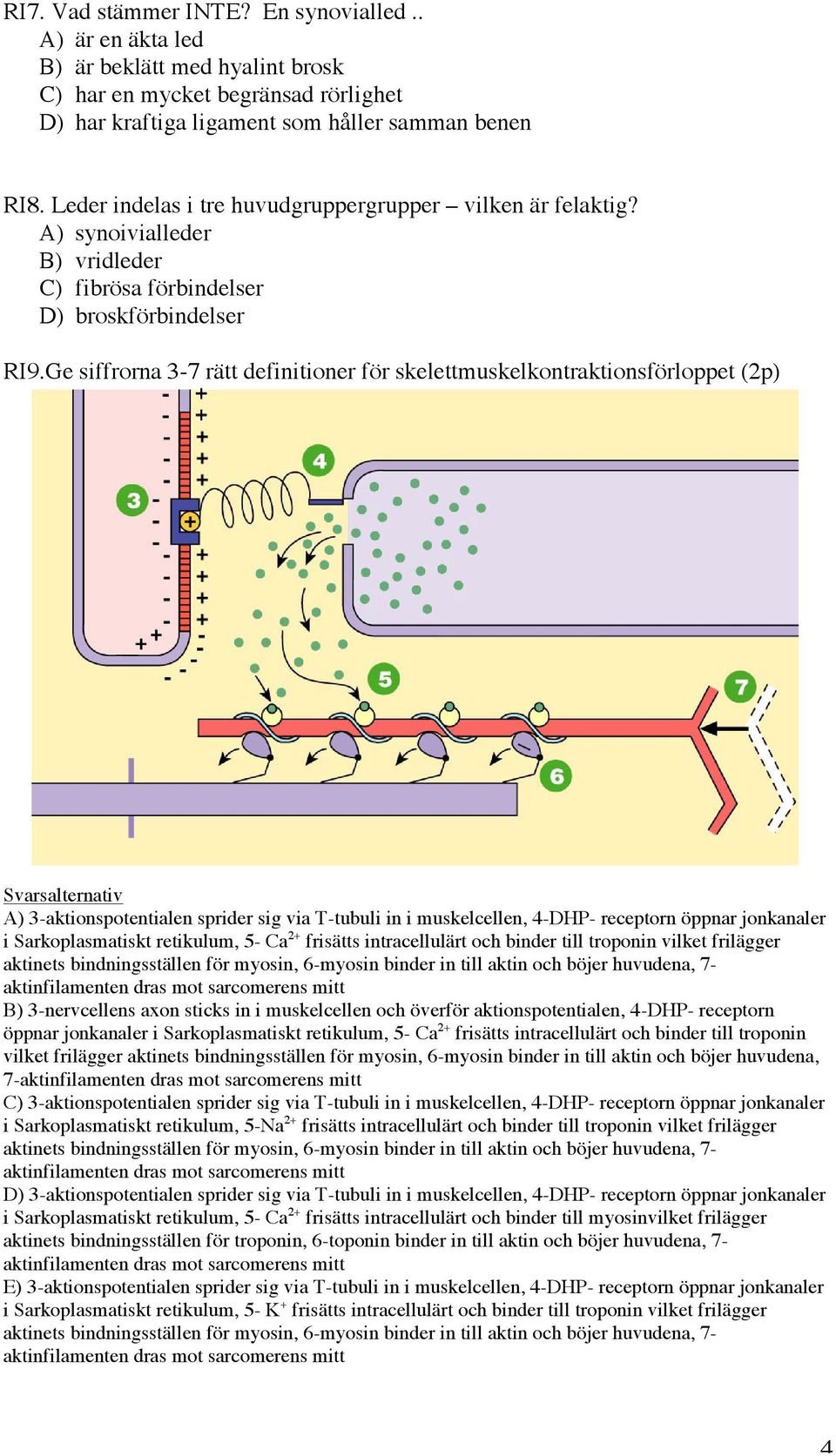 Ge siffrorna 3-7 rätt definitioner för skelettmuskelkontraktionsförloppet (2p) Svarsalternativ A) 3-aktionspotentialen sprider sig via T-tubuli in i muskelcellen, 4-DHP- receptorn öppnar jonkanaler i