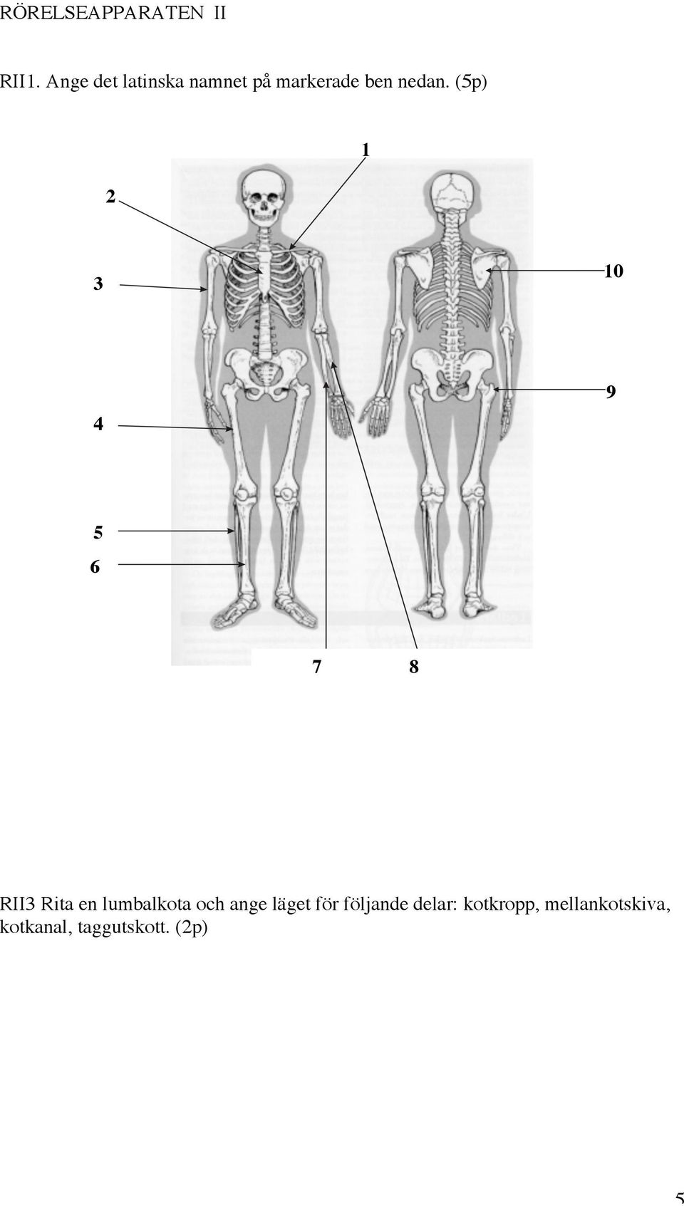 (5p) 2 1 3 10 4 9 5 6 7 8 RII3 Rita en lumbalkota och