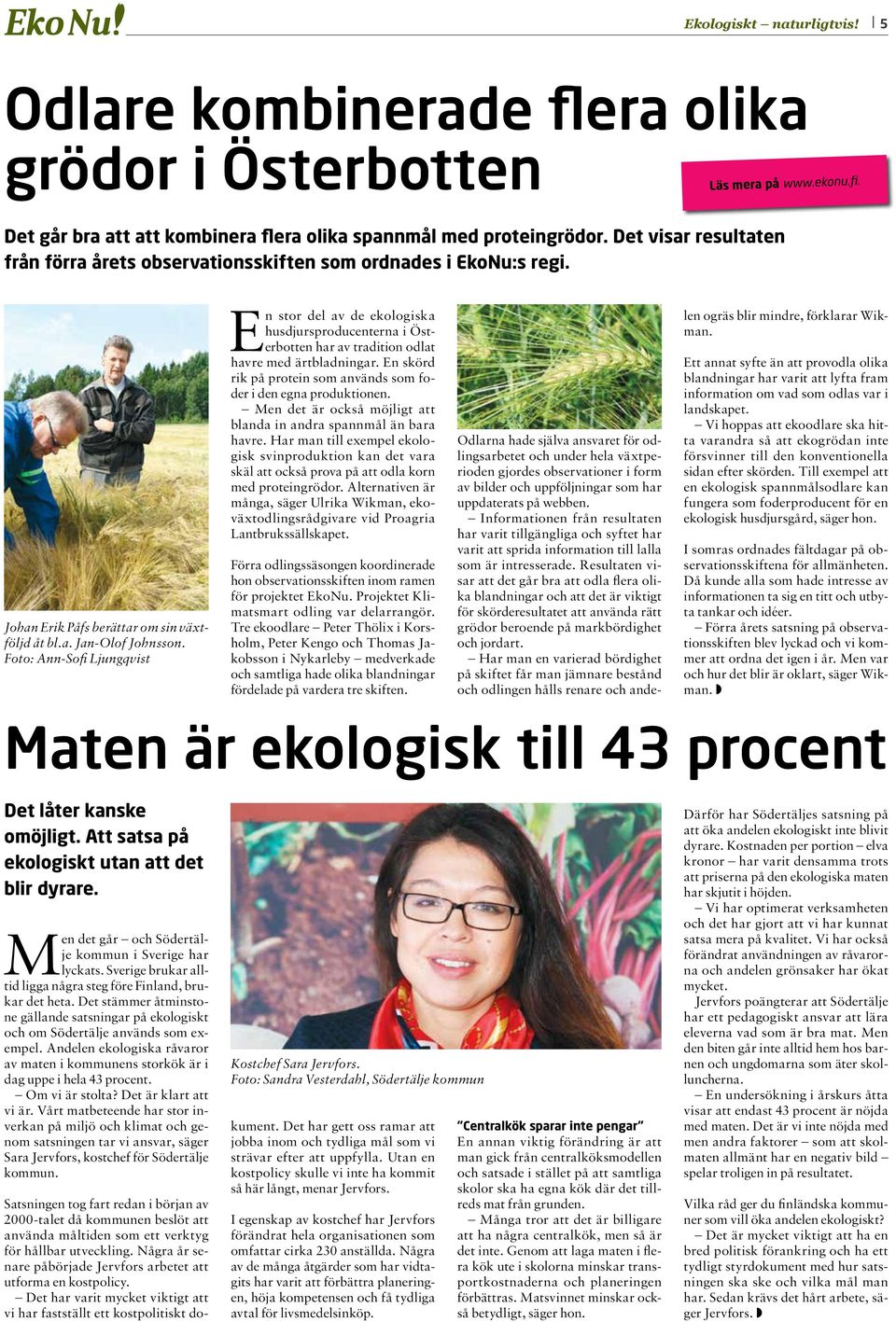 Foto: Ann-Sofi Ljungqvist En stor del av de ekologiska husdjursproducenterna i Österbotten har av tradition odlat havre med ärtbladningar.