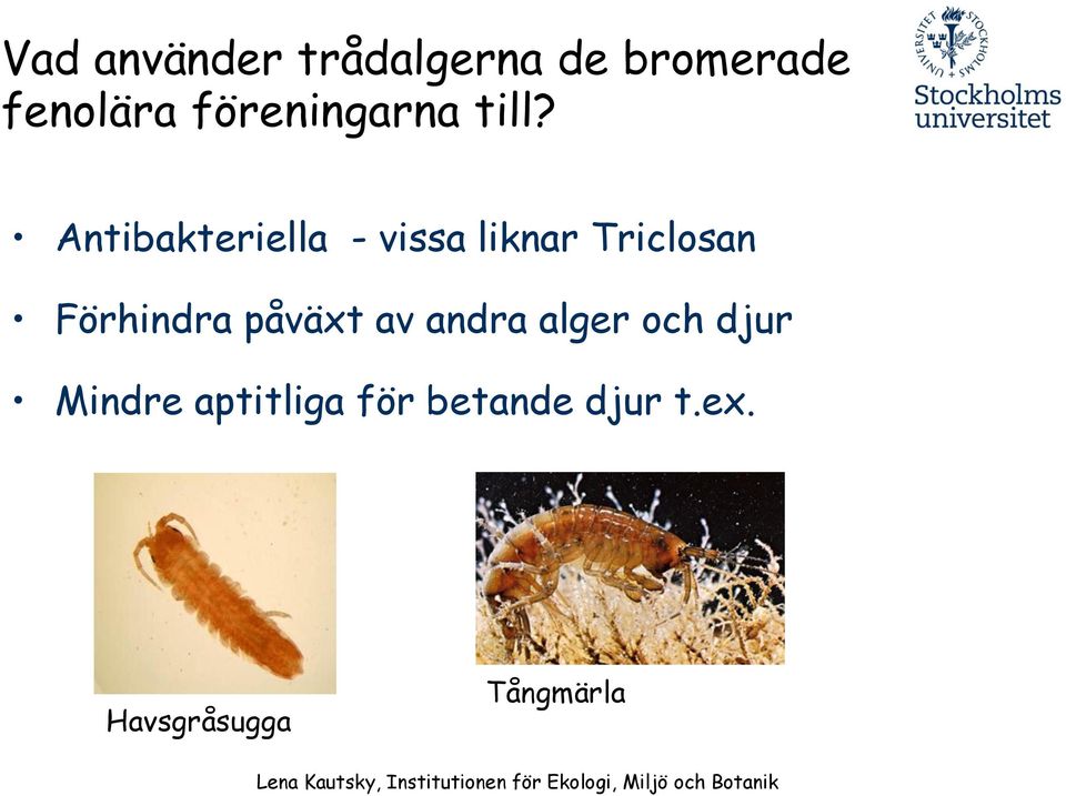 Antibakteriella - vissa liknar Triclosan Förhindra