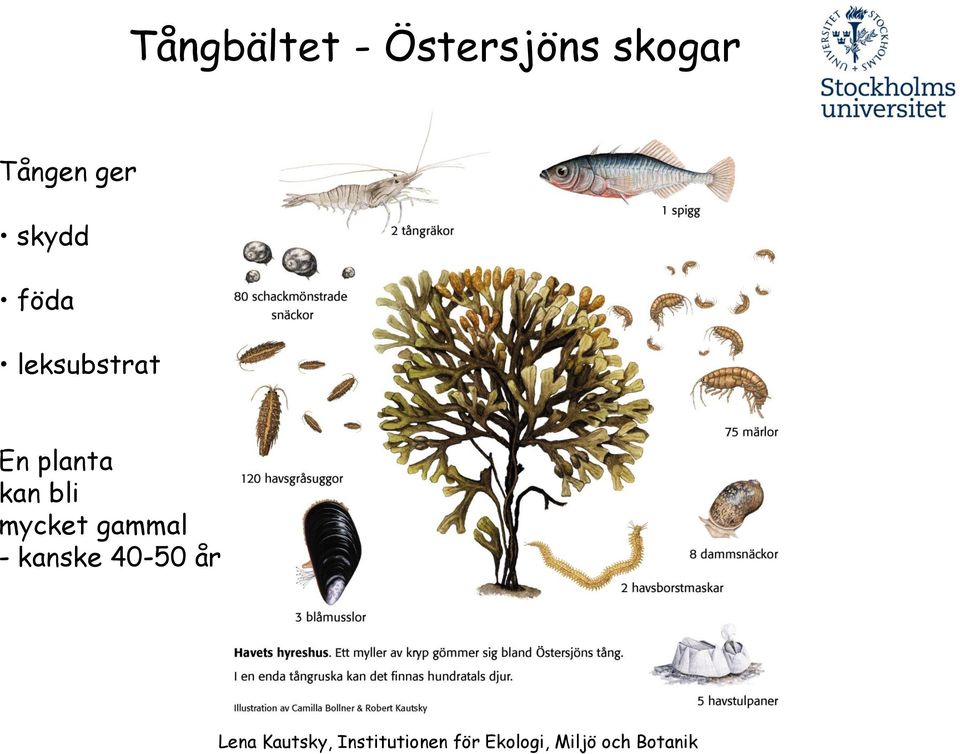 leksubstrat En planta kan