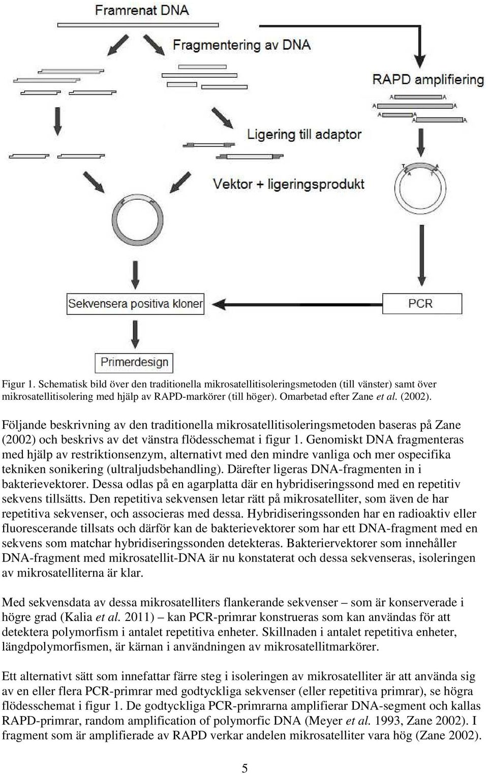 Genomiskt DNA fragmenteras med hjälp av restriktionsenzym, alternativt med den mindre vanliga och mer ospecifika tekniken sonikering (ultraljudsbehandling).