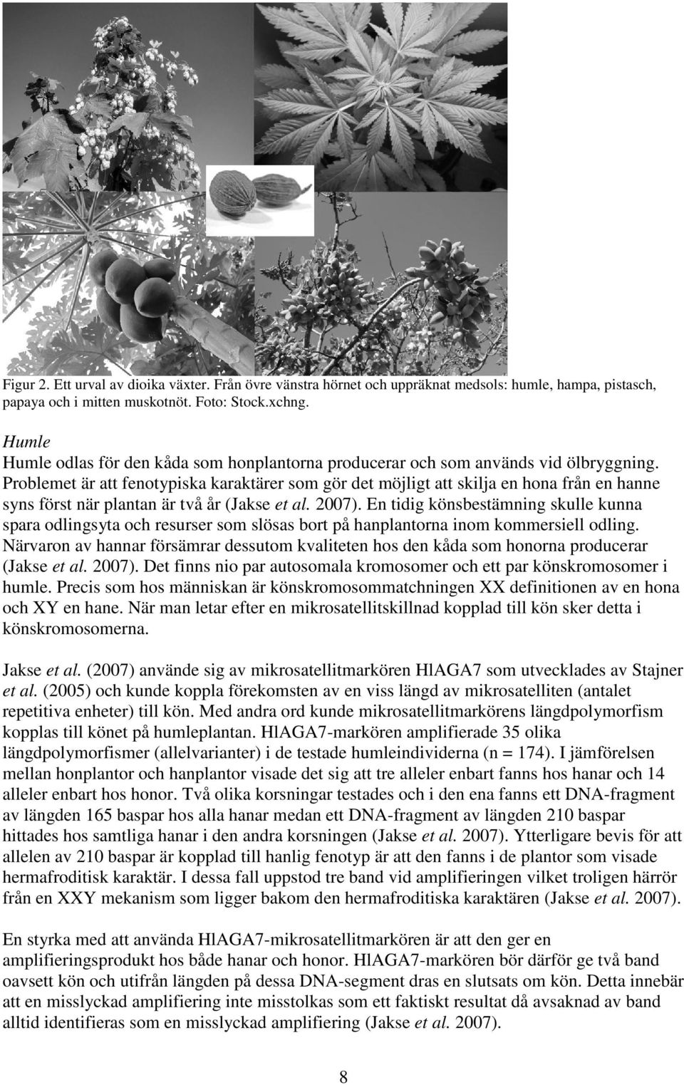 Problemet är att fenotypiska karaktärer som gör det möjligt att skilja en hona från en hanne syns först när plantan är två år (Jakse et al. 2007).