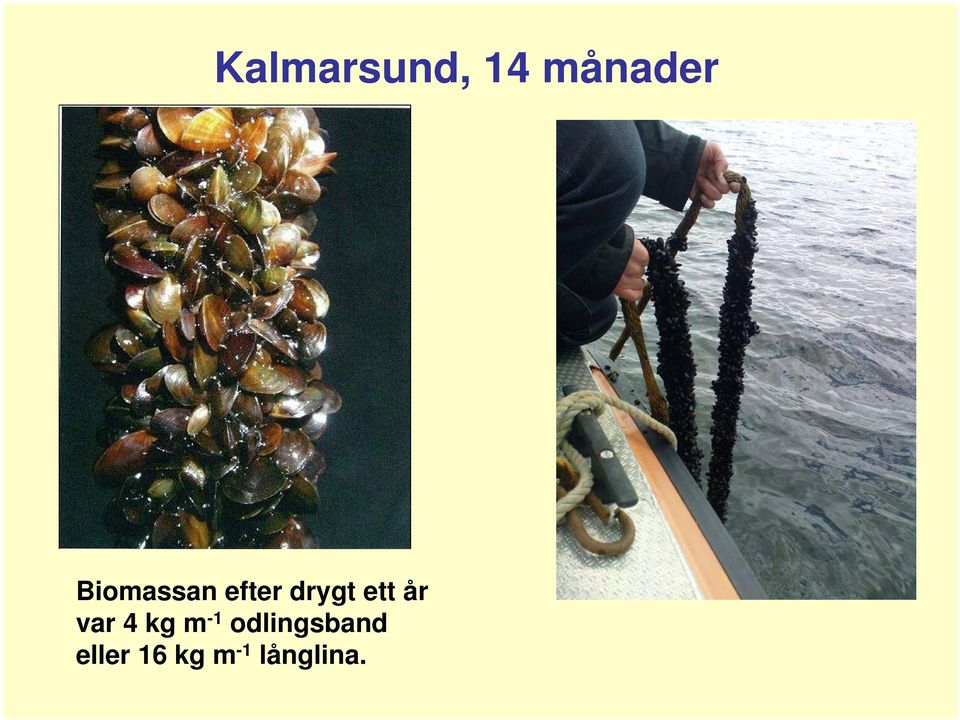 år var 4 kg m -1