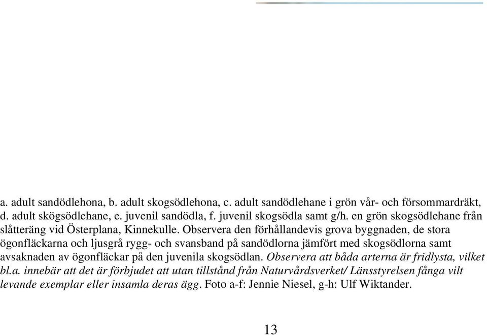 juvenil sandödla, f. juvenil skogsödla samt g/h. en grön skogsödlehane från slåtteräng vid Österplana, Kinnekulle.