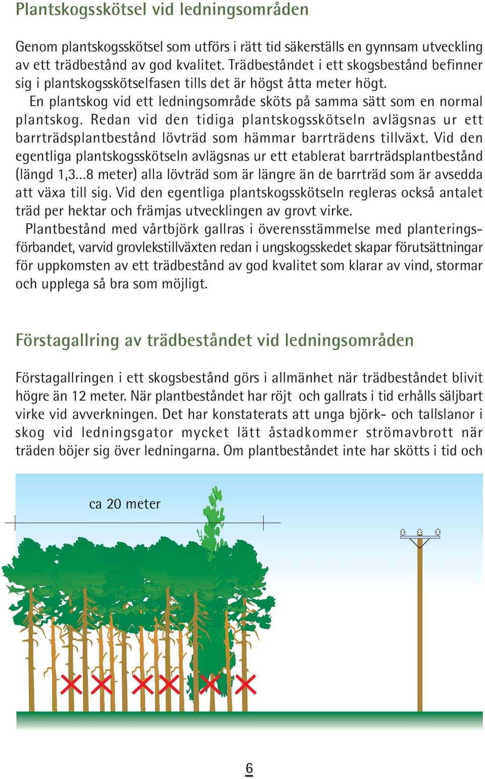 Redan vid den tidiga plantskogsskötseln avlägsnas ur ett barrträdsplantbestånd lövträd som hämmar barrträdens tillväxt.