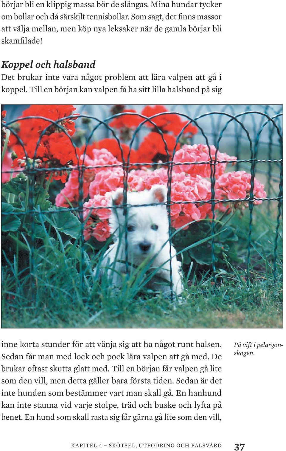 Till en början kan valpen få ha sitt lilla halsband på sig inne korta stunder för att vänja sig att ha något runt halsen. Sedan får man med lock och pock lära valpen att gå med.