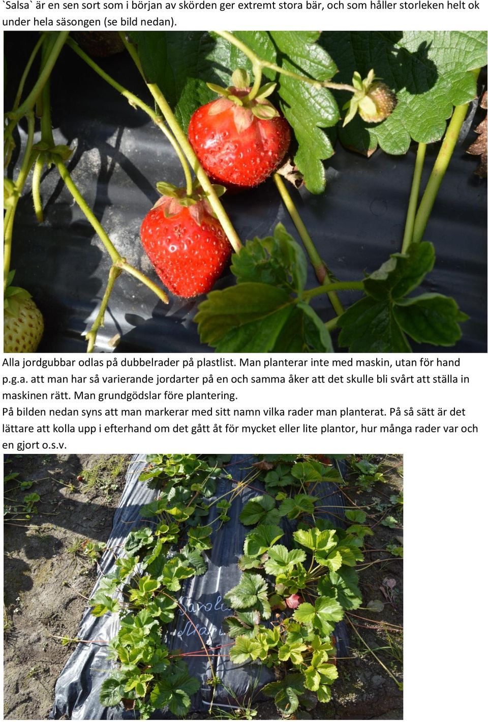 Man grundgödslar före plantering. På bilden nedan syns att man markerar med sitt namn vilka rader man planterat.