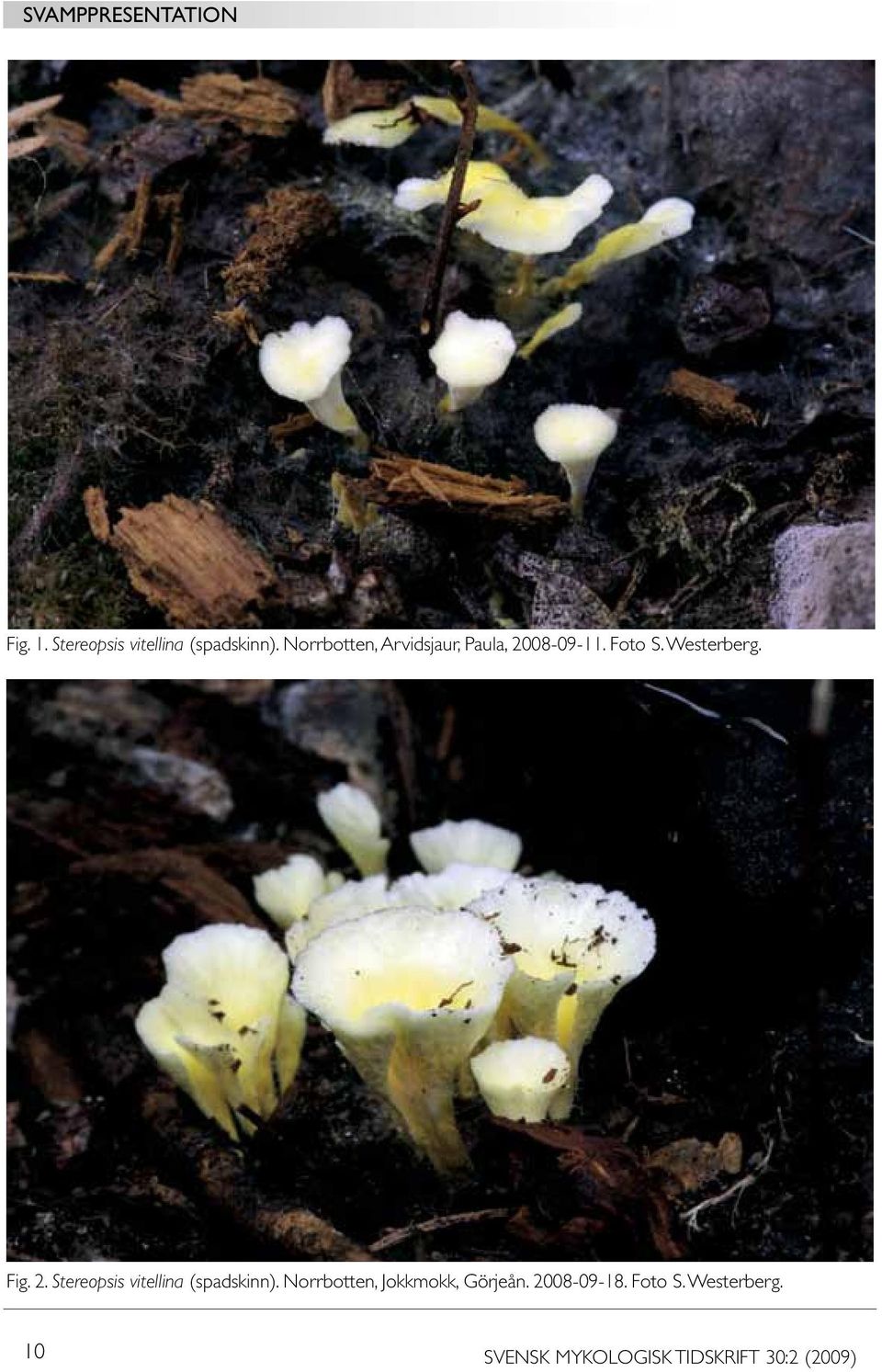 2. Stereopsis vitellina (spadskinn). Norrbotten, Jokkmokk, Görjeån.