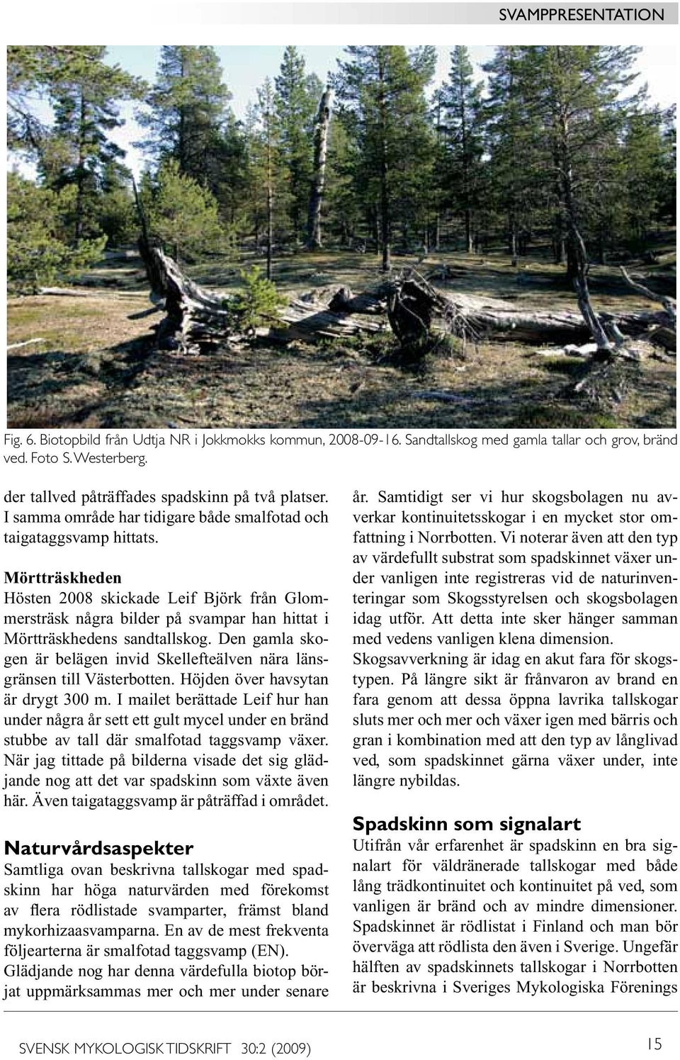 Mörtträskheden Hösten 2008 skickade Leif Björk från Glommersträsk några bilder på svampar han hittat i Mörtträskhedens sandtallskog.