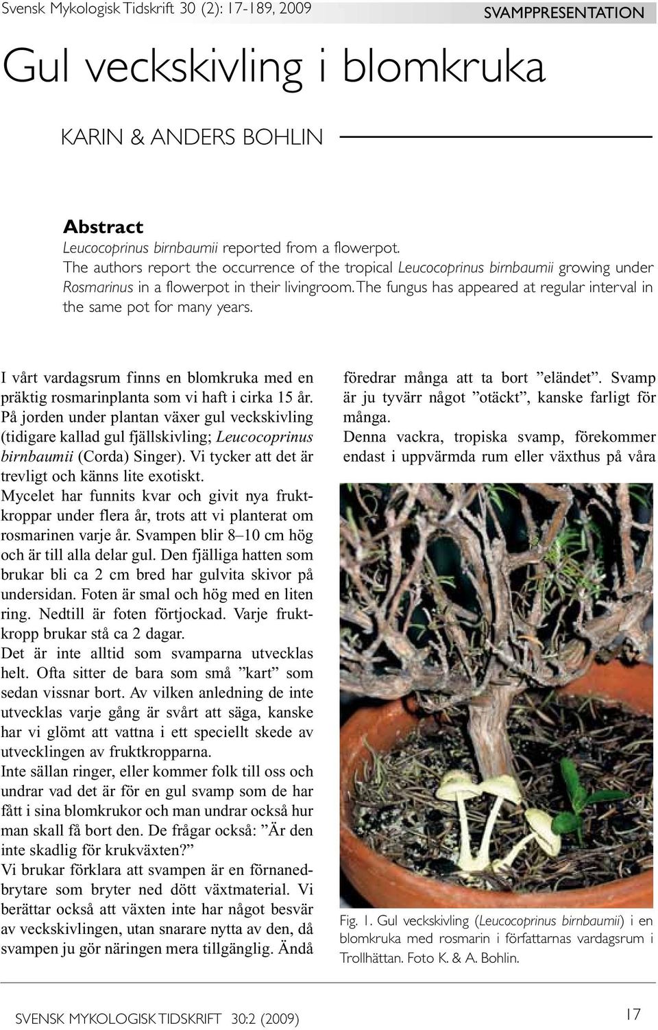 The fungus has appeared at regular interval in the same pot for many years. I vårt vardagsrum finns en blomkruka med en präktig rosmarinplanta som vi haft i cirka 15 år.