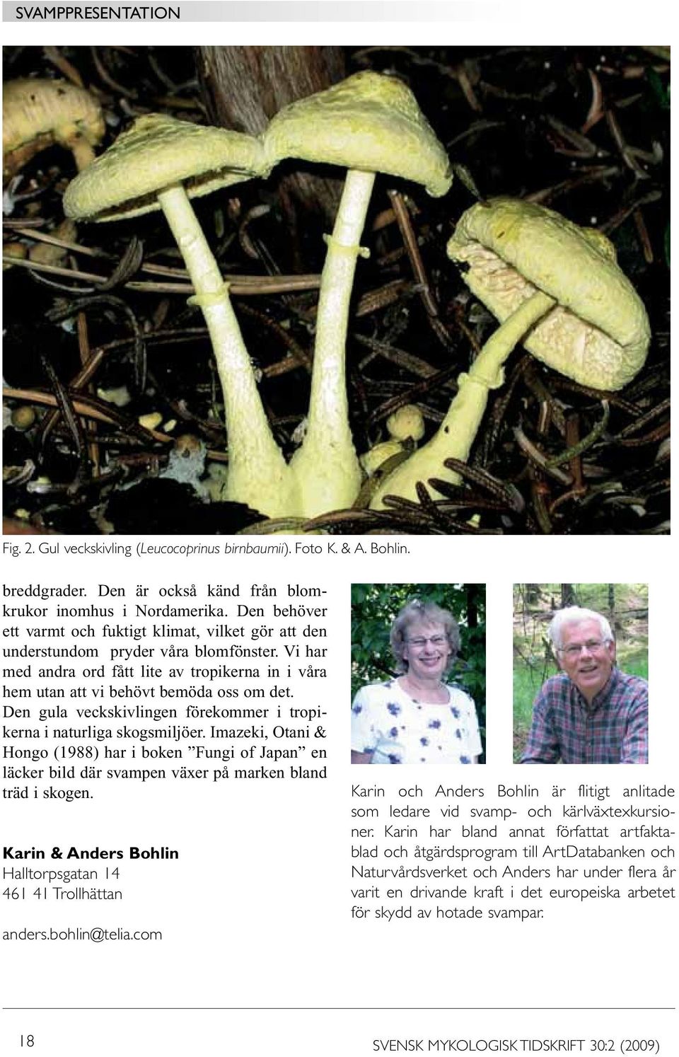 Den gula veckskivlingen förekommer i tropikerna i naturliga skogsmiljöer. Imazeki, Otani & Hongo (1988) har i boken Fungi of Japan en läcker bild där svampen växer på marken bland träd i skogen.