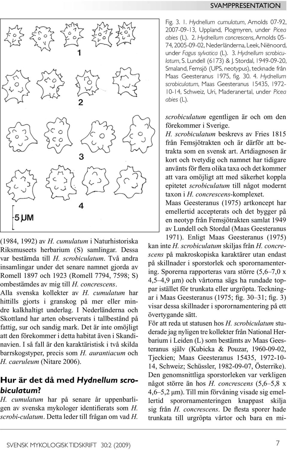Hydnellum scrobiculatum, Maas Geesteranus 15435, 1972-10-14, Schweiz, Uri, Maderanertal, under Picea abies (L). (1984, 1992) av H. cumulatum i Naturhistoriska Riksmuseets herbarium (S) samlingar.