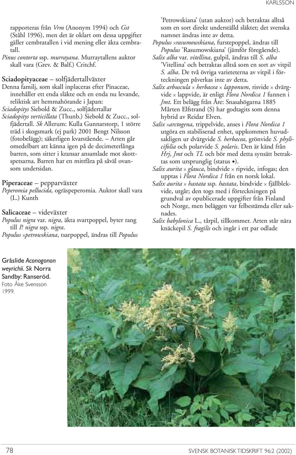 Sciadopityaceae solfjädertallväxter Denna familj, som skall inplaceras efter Pinaceae, innehåller ett enda släkte och en enda nu levande, reliktisk art hemmahörande i Japan: Sciadopitys Siebold &