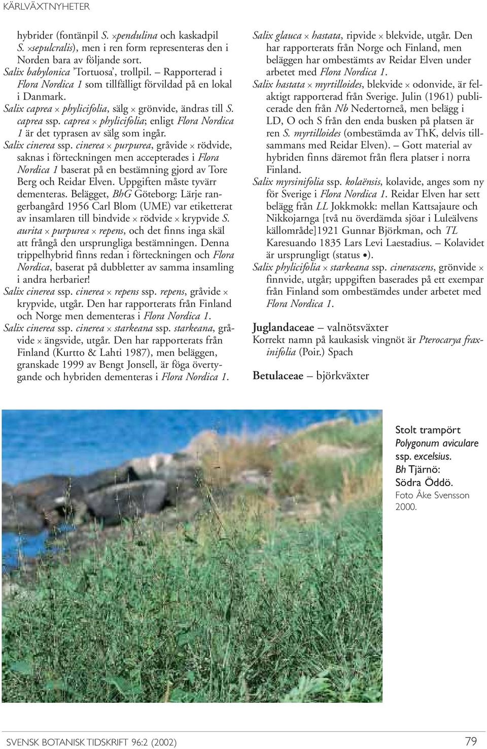 caprea x phylicifolia; enligt Flora Nordica 1 är det typrasen av sälg som ingår. Salix cinerea ssp.