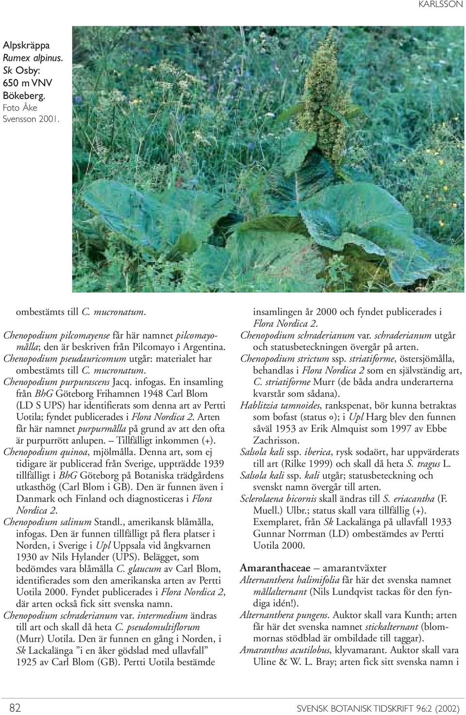 Chenopodium purpurascens Jacq. infogas. En insamling från BhG Göteborg Frihamnen 1948 Carl Blom (LD S UPS) har identifierats som denna art av Pertti Uotila; fyndet publicerades i Flora Nordica 2.