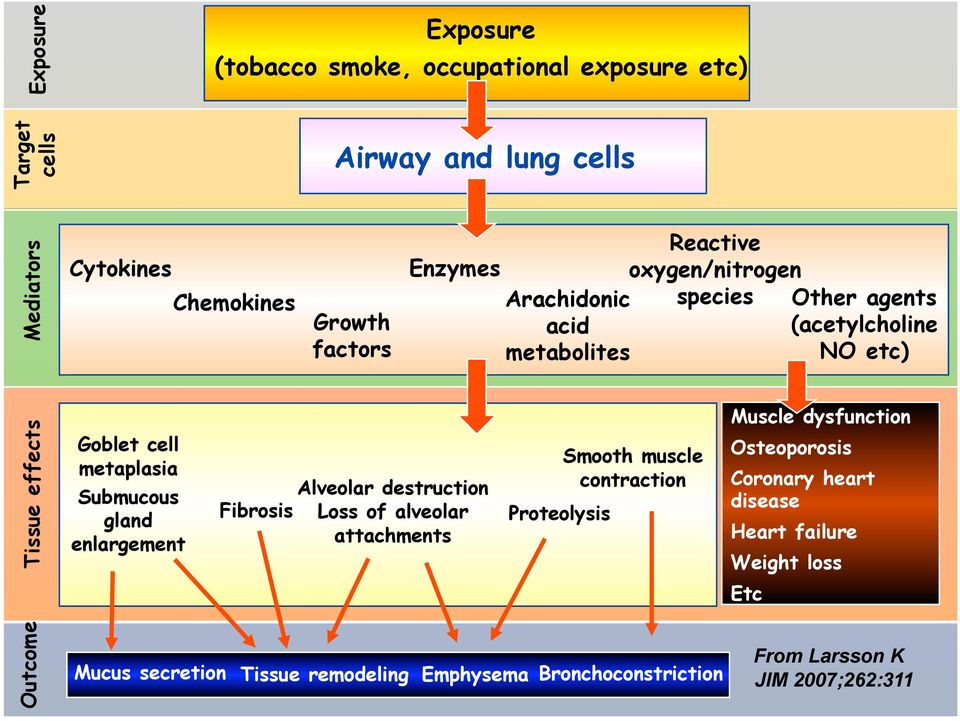 Submucous gland enlargement Alveolar destruction Fibrosis Loss of alveolar v attachments Proteolysis Smooth muscle contraction Muscle dysfunction