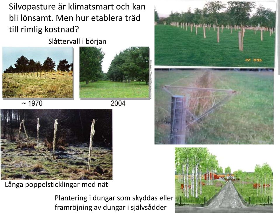 Slåttervall i början Långa poppelsticklingar med nät