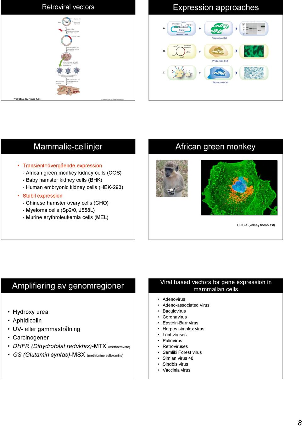 genomregioner Hydroxy urea Aphidicolin UV- eller gammastrålning Carcinogener DHFR (Dihydrofolat reduktas)-mtx (methotrexate) GS (Glutamin syntas)-msx (methionine sulfoximine) Viral based vectors for