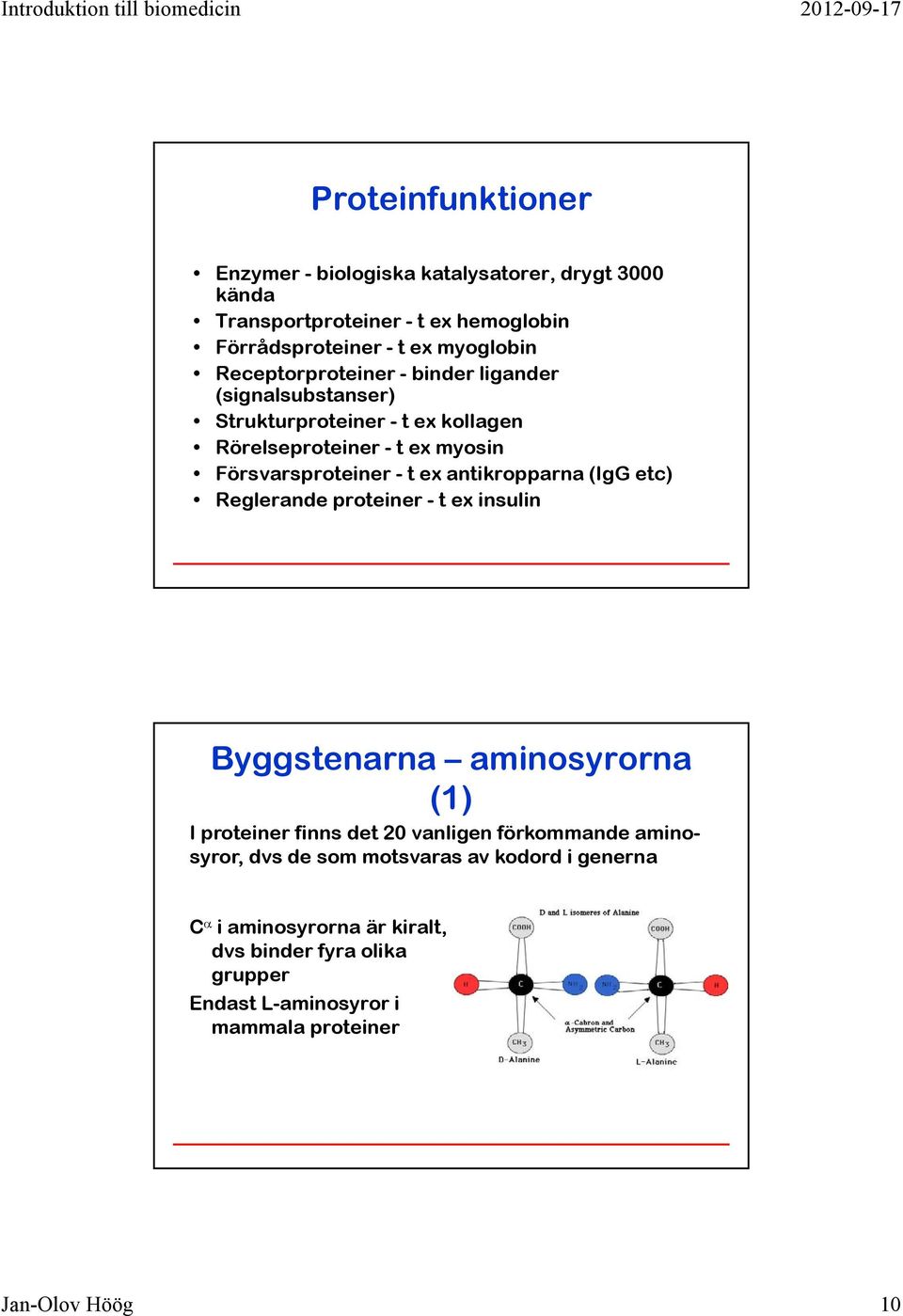 antikropparna (IgG etc) Reglerande proteiner - t ex insulin Byggstenarna aminosyrorna (1) I proteiner finns det 20 vanligen förkommande aminosyror,