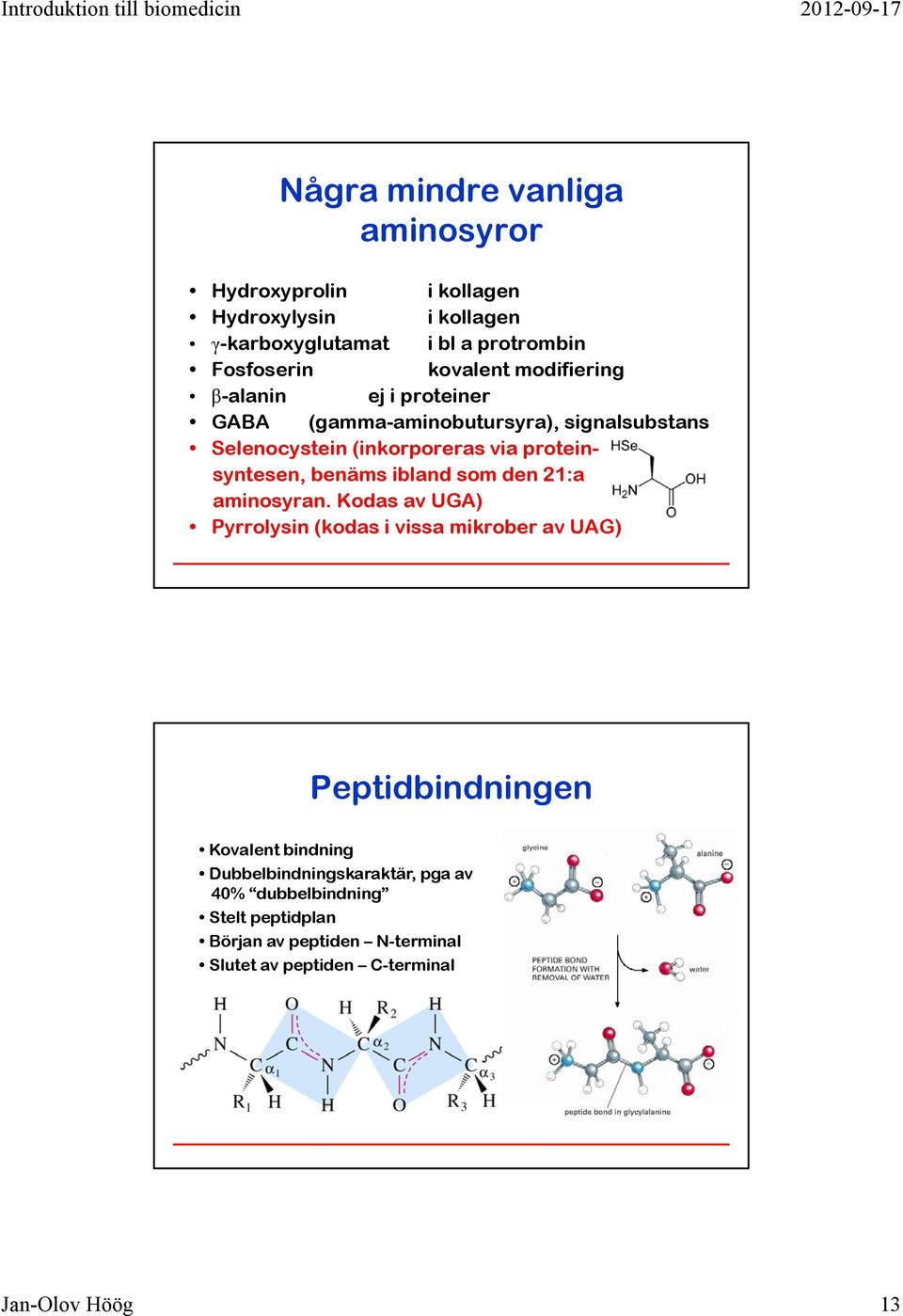 proteinsyntesen, benäms ibland som den 21:a aminosyran.