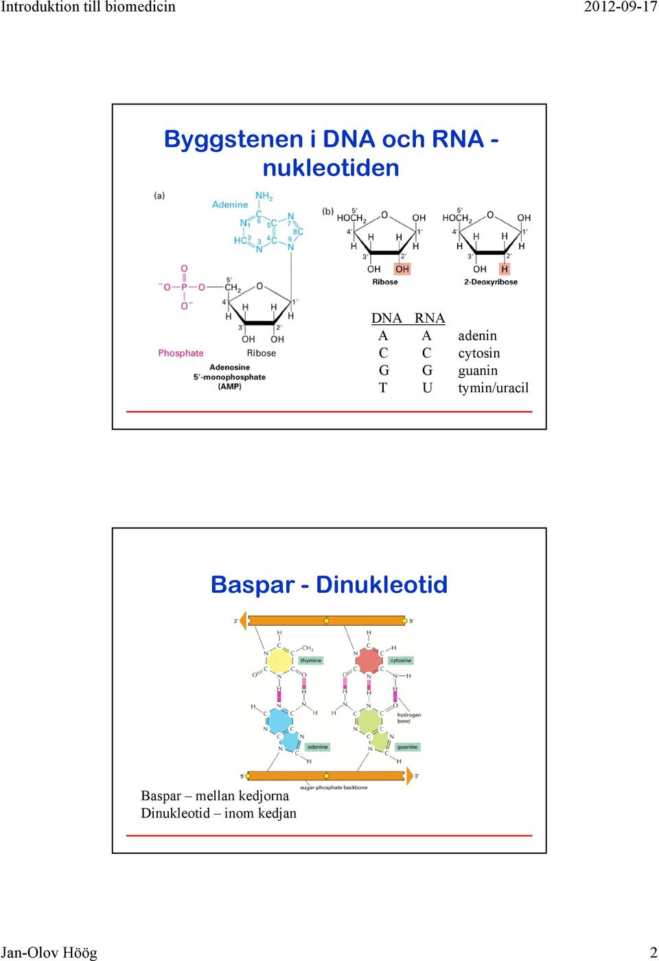 tymin/uracil Baspar - Dinukleotid Baspar