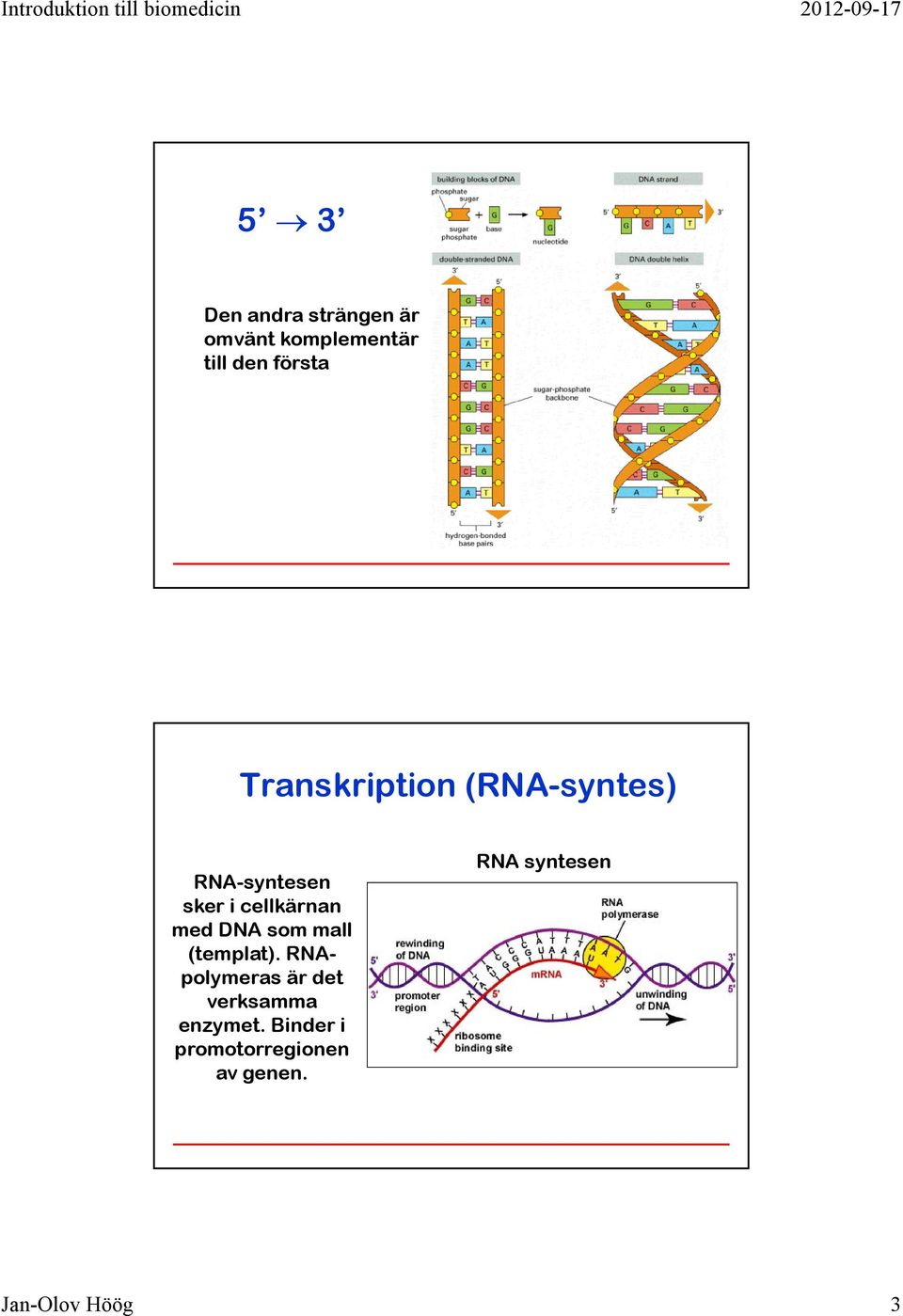 DNA som mall (templat). RNApolymeras är det verksamma enzymet.