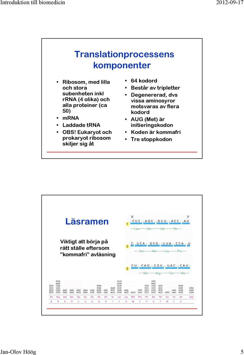 Eukaryot och prokaryot ribosom skiljer sig åt 64 kodord Består av tripletter Degenererad, dvs vissa