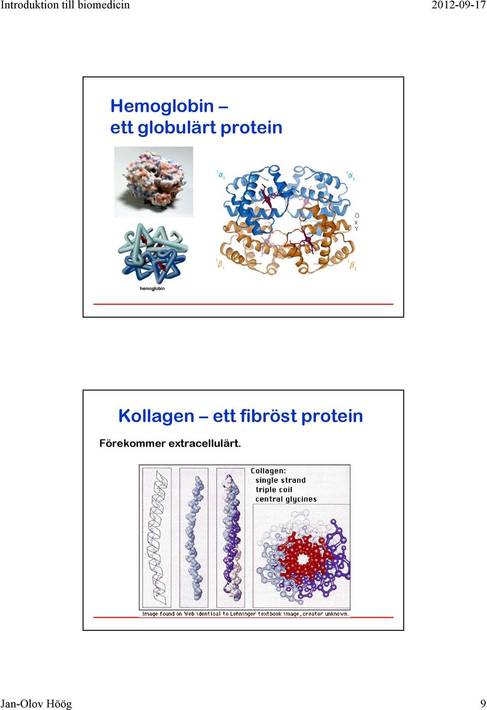 fibröst protein