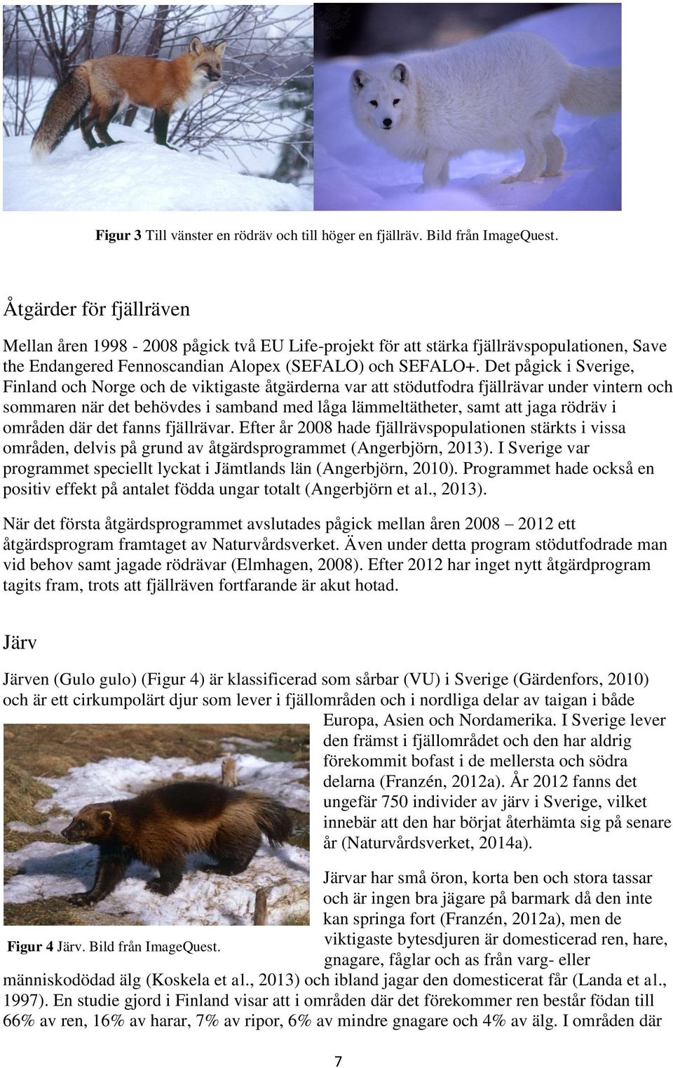 Det pågick i Sverige, Finland och Norge och de viktigaste åtgärderna var att stödutfodra fjällrävar under vintern och sommaren när det behövdes i samband med låga lämmeltätheter, samt att jaga rödräv