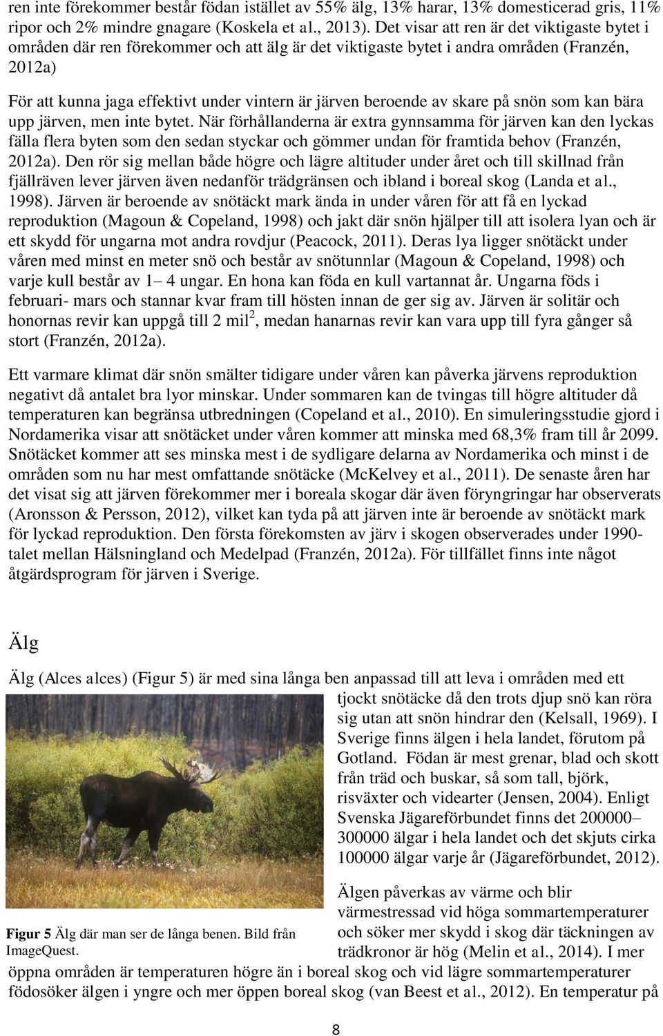 beroende av skare på snön som kan bära upp järven, men inte bytet.
