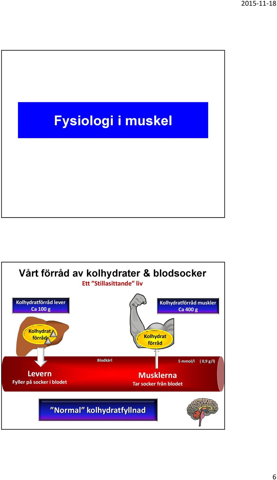 Ca 400 g Kolhydrat förråd Kolhydrat förråd Levern Fyller på socker i