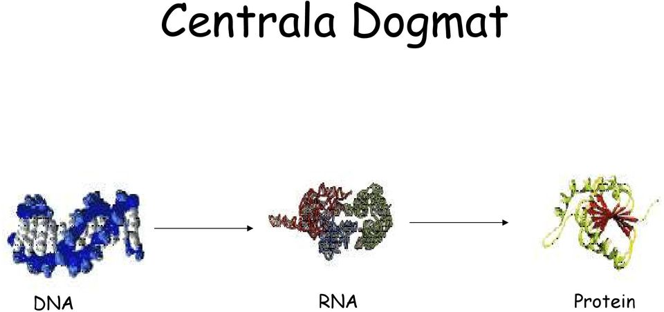 DNA RNA