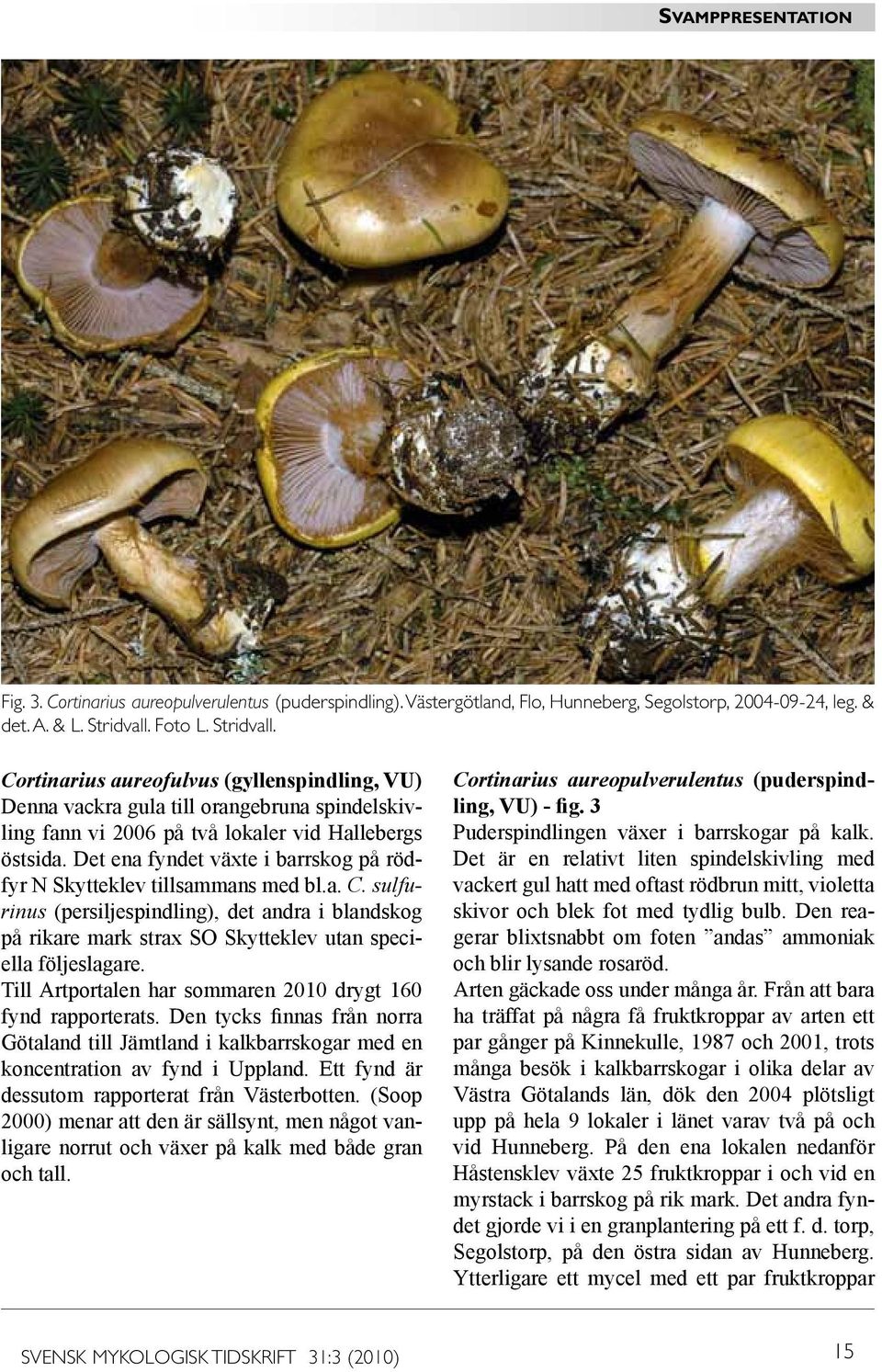 Det ena fyndet växte i barrskog på rödfyr N Skytteklev tillsammans med bl.a. C. sulfurinus (persiljespindling), det andra i blandskog på rikare mark strax SO Skytteklev utan speciella följeslagare.