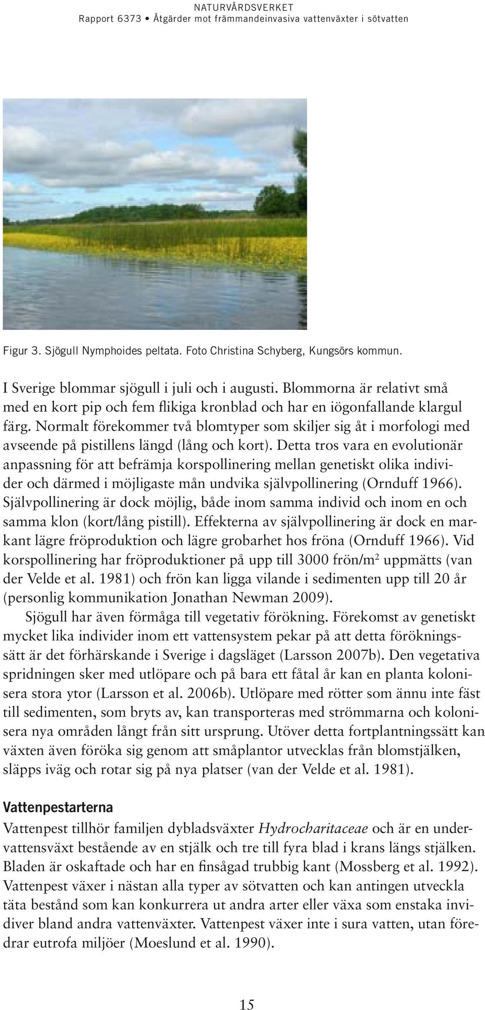 Normalt förekommer två blomtyper som skiljer sig åt i morfologi med avseende på pistillens längd (lång och kort).