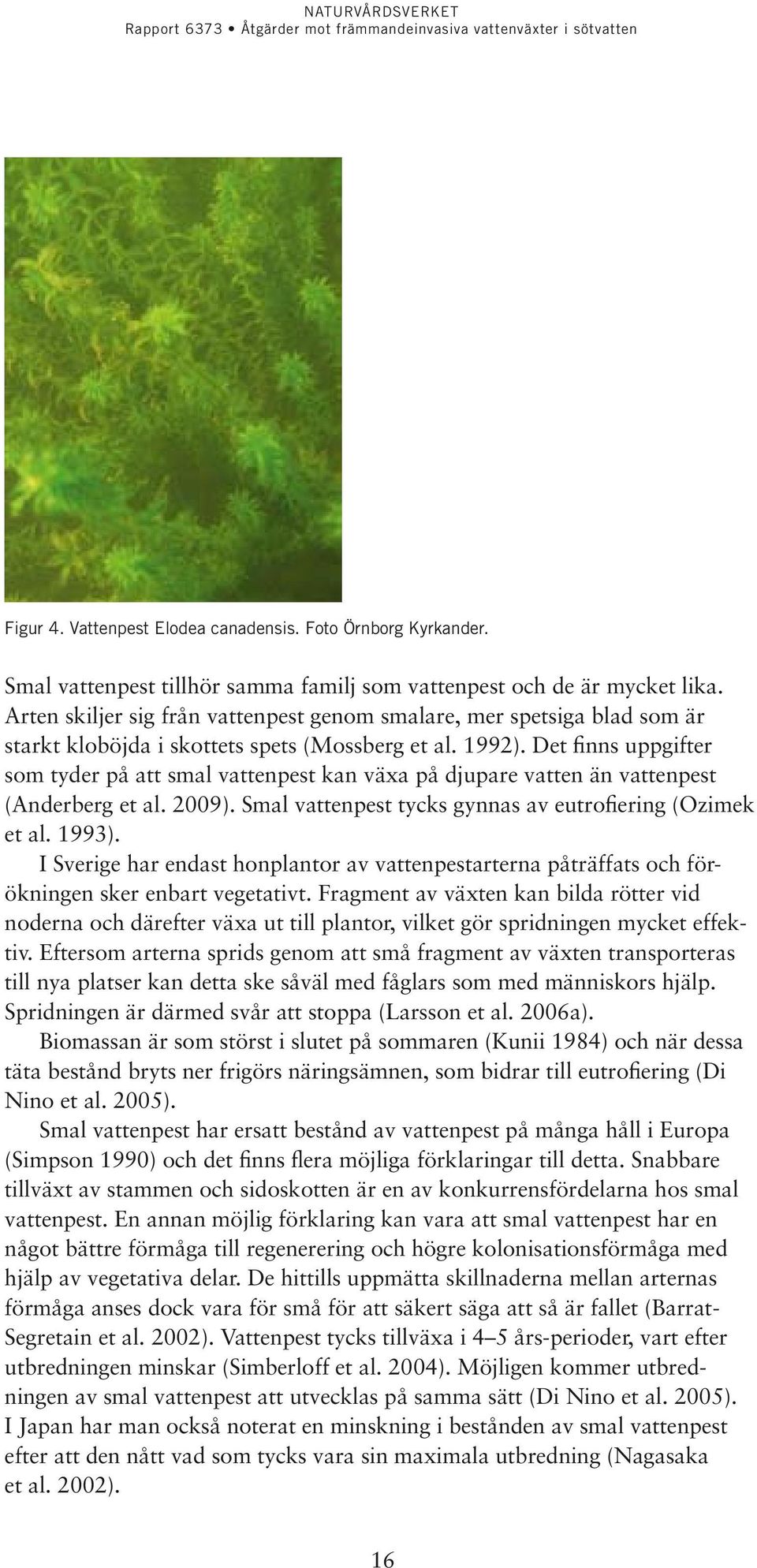 Det finns uppgifter som tyder på att smal vattenpest kan växa på djupare vatten än vattenpest (Anderberg et al. 2009). Smal vattenpest tycks gynnas av eutrofiering (Ozimek et al. 1993).