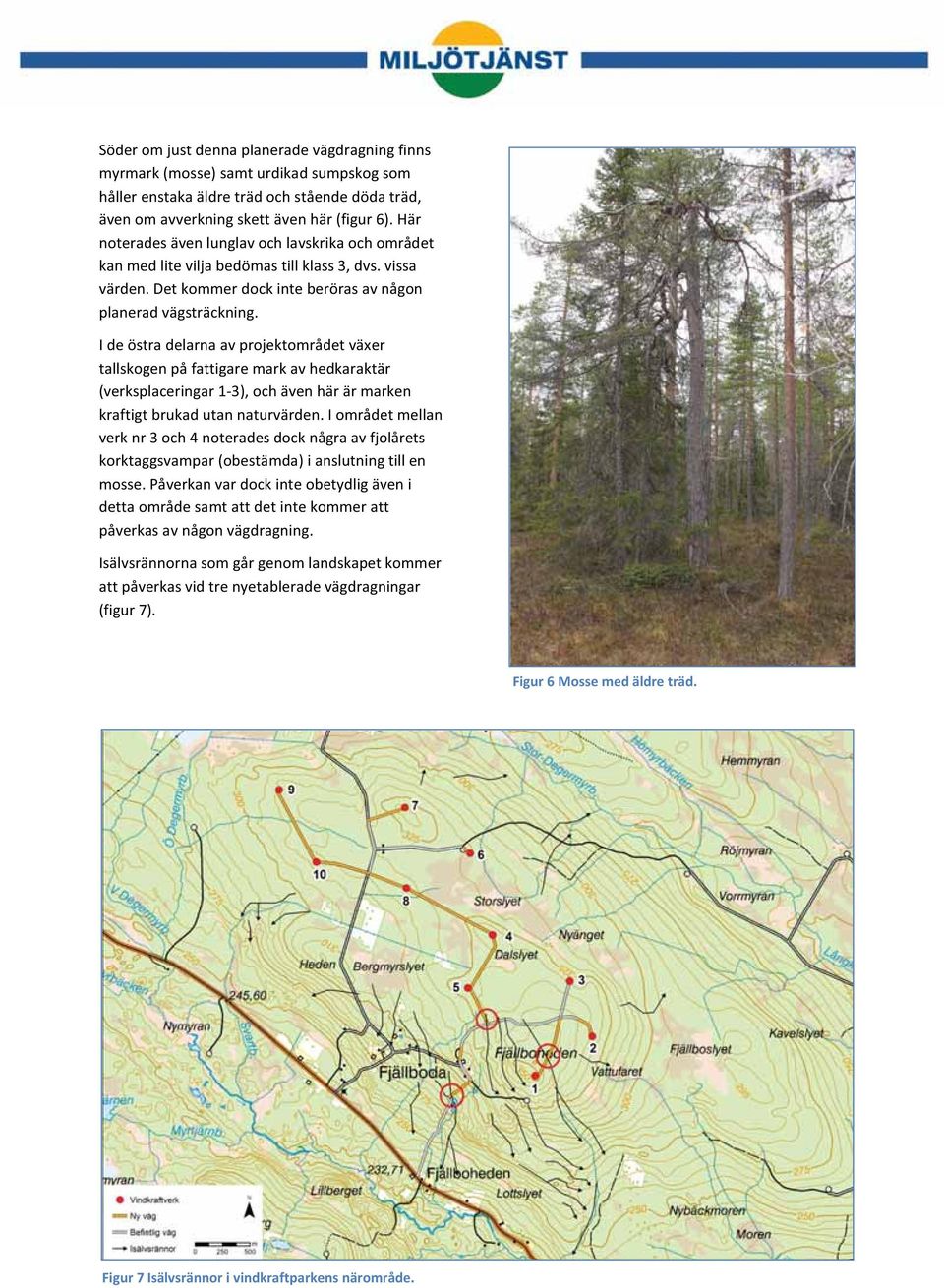 I de östra delarna av projektområdet växer tallskogen på fattigare mark av hedkaraktär (verksplaceringar 1-och även här är marken kraftigt brukad utan naturvärden.