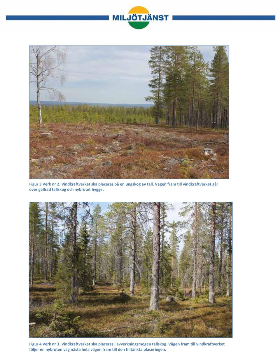 Figur 4 Verk nr 3. Vindkraftverket ska placeras i avverkningsmogen tallskog.