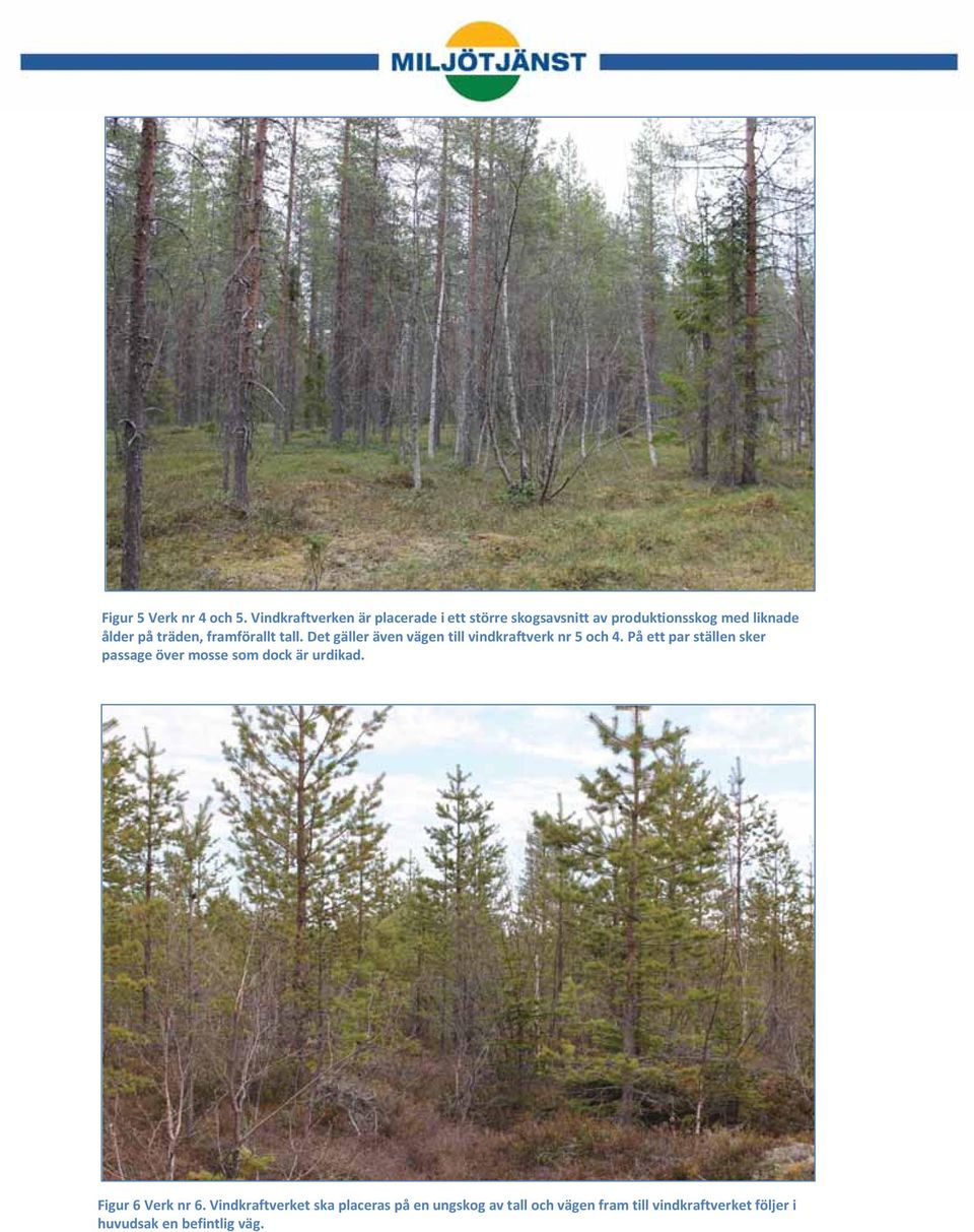 träden, framförallt tall. Det gäller även vägen till vindkraftverk nr 5 och 4.