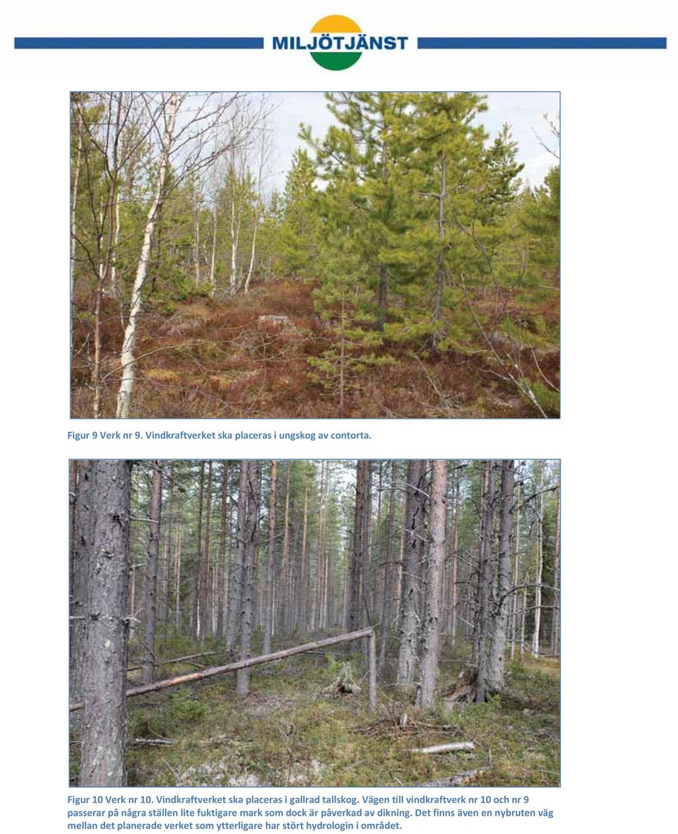 Vägen till vindkraftverk nr 10 och nr 9 passerar på några ställen lite fuktigare mark som