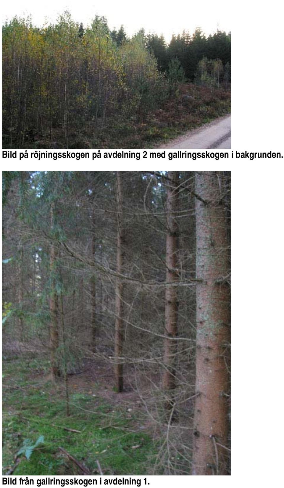 gallringsskogen i