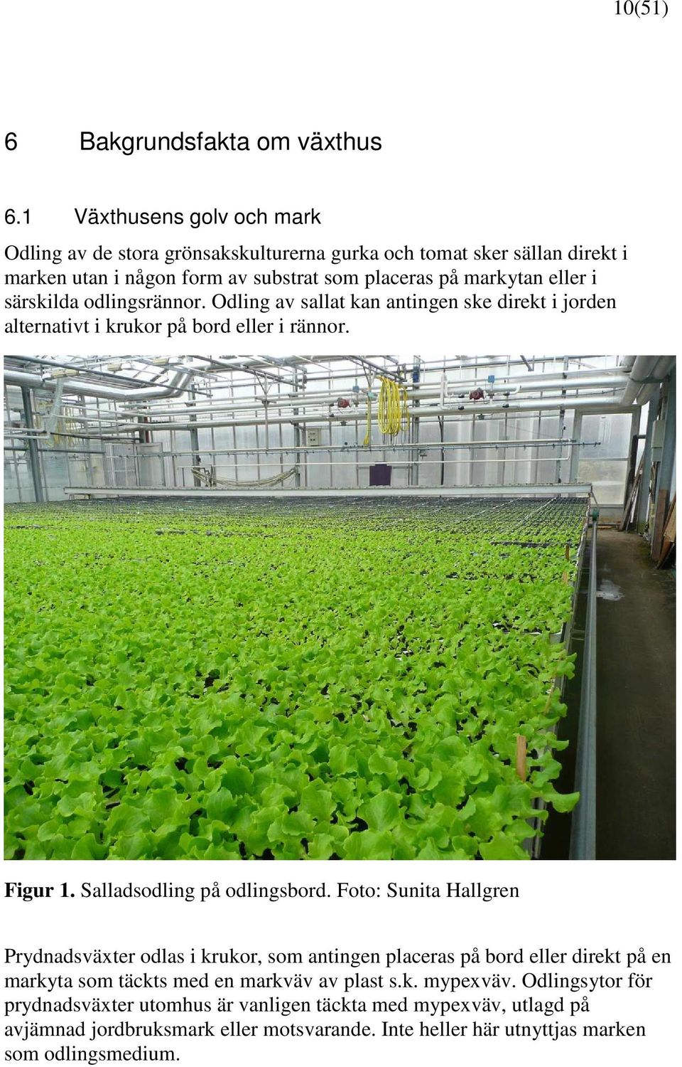 särskilda odlingsrännor. Odling av sallat kan antingen ske direkt i jorden alternativt i krukor på bord eller i rännor. Figur 1. Salladsodling på odlingsbord.